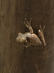 Itapotihyla langsdorffii