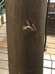 Itapotihyla langsdorffii