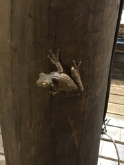 Itapotihyla langsdorffii