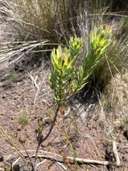 Leucadendron modestum