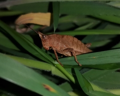 Tropidostethus angusticollis