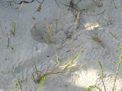 Sporobolus virginicus