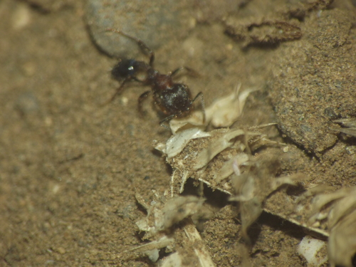 Trichomyrmex scabricepsTrichomyrmex scabriceps