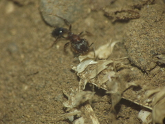 Trichomyrmex scabriceps