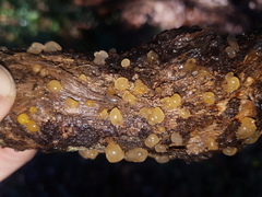 Agaricomycotina