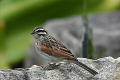 Emberiza capensis