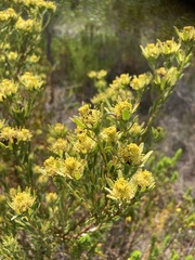 Leucadendron modestum
