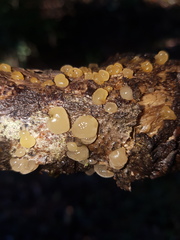 Agaricomycotina
