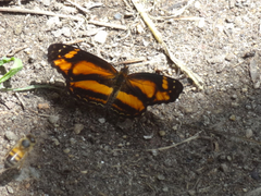 Castilia eranites
