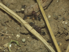 Trichomyrmex scabriceps