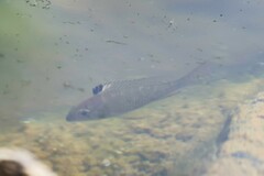 Acarichthys heckelii
