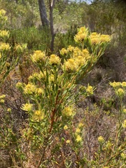 Leucadendron modestum