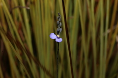 Comesperma defoliatum