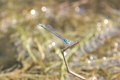 Pseudagrion microcephalum