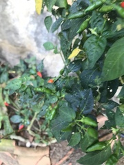 Capsicum frutescens