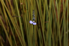 Comesperma defoliatum