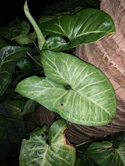 Syngonium podophyllum