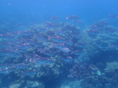 Monotaxis grandoculis