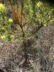 Leucadendron modestum