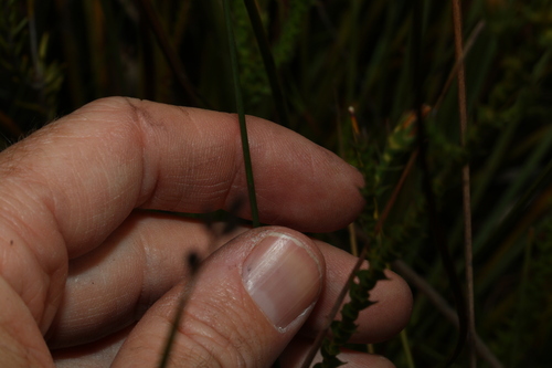 Image of Comesperma defoliatum by (c) Greg Tasney, some rights reserved (CC BY-SA)