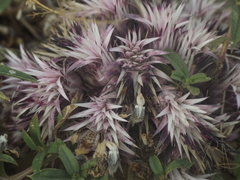 Lepidagathis trinervis