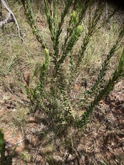 Leucadendron modestum