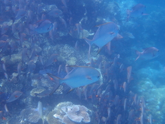 Trachinotus blochii