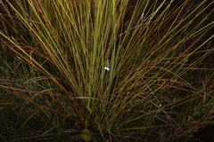 Comesperma defoliatum