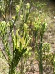 Leucadendron modestum