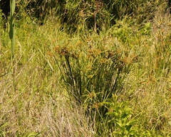 Cyperus textilis