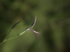 Dicliptera paniculata