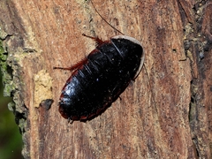 Opisthoplatia orientalis