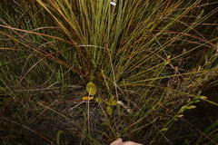 Comesperma defoliatum