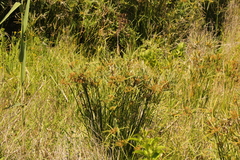 Cyperus textilis