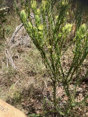 Leucadendron modestum