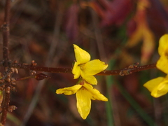 Forsythia