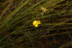 Goodenia stelligera