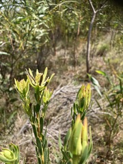 Leucadendron modestum