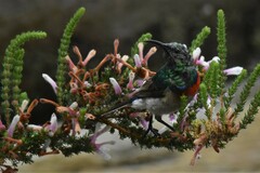 Erica perspicua
