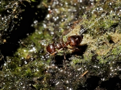 Crematogaster