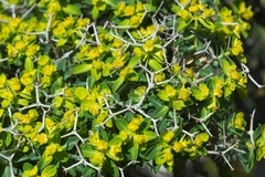 Euphorbia acanthothamnos