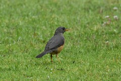 Turdus olivaceus