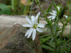 Stellaria pungens