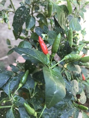 Capsicum frutescens
