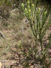 Leucadendron modestum