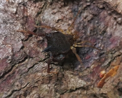 Acanthoprocta pustulata