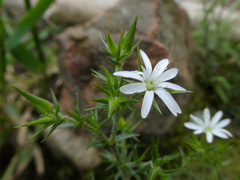 Stellaria pungens