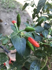 Capsicum frutescens