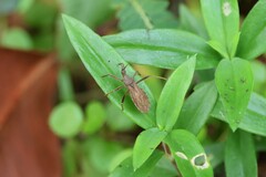 Lisarda rhypara