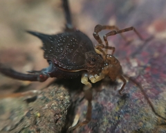 Acanthoprocta pustulata